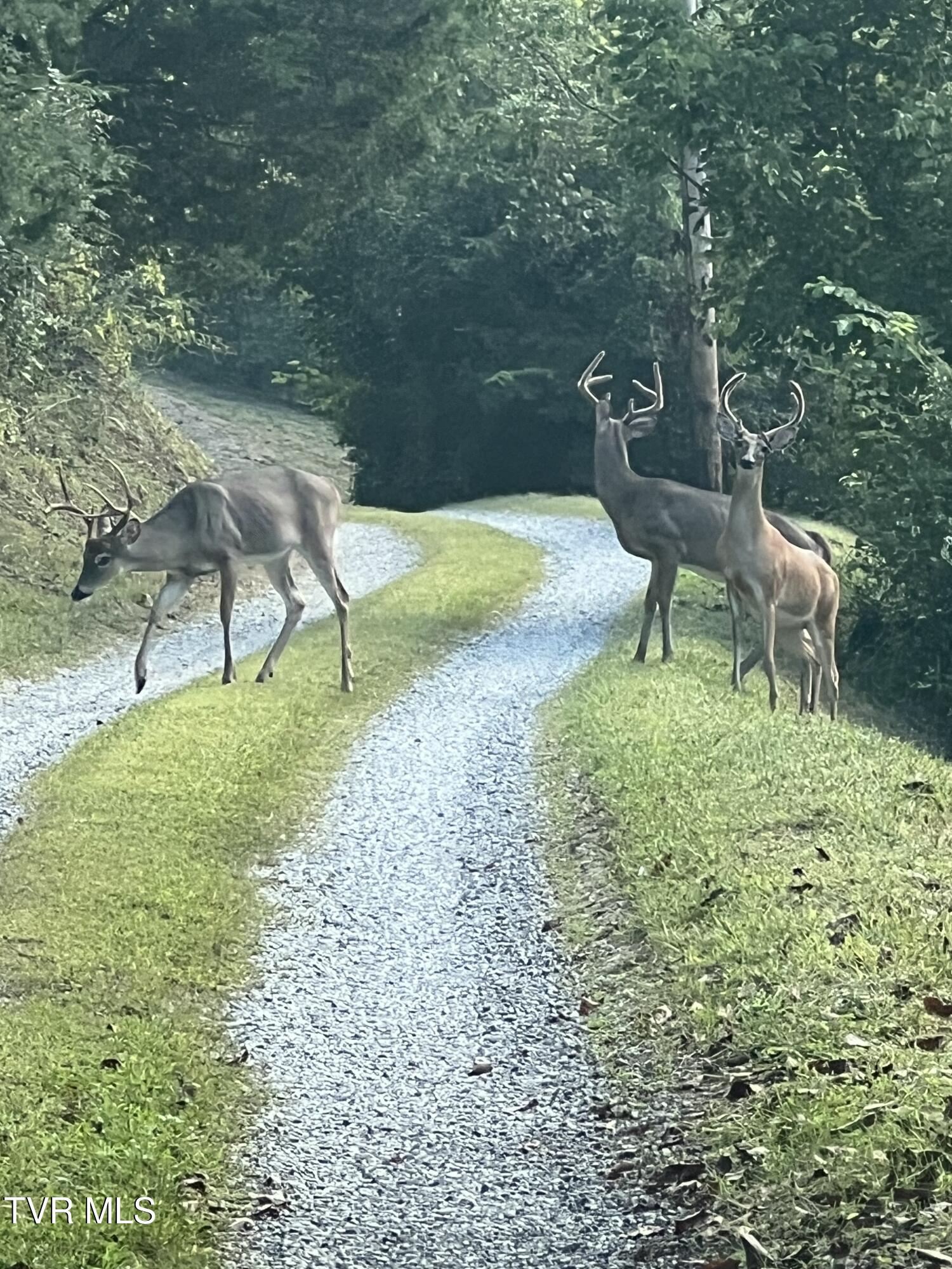 1135 Piney Flats Road Watauga, TN 37694 - Photo 51 of 55 Velvet Rd2