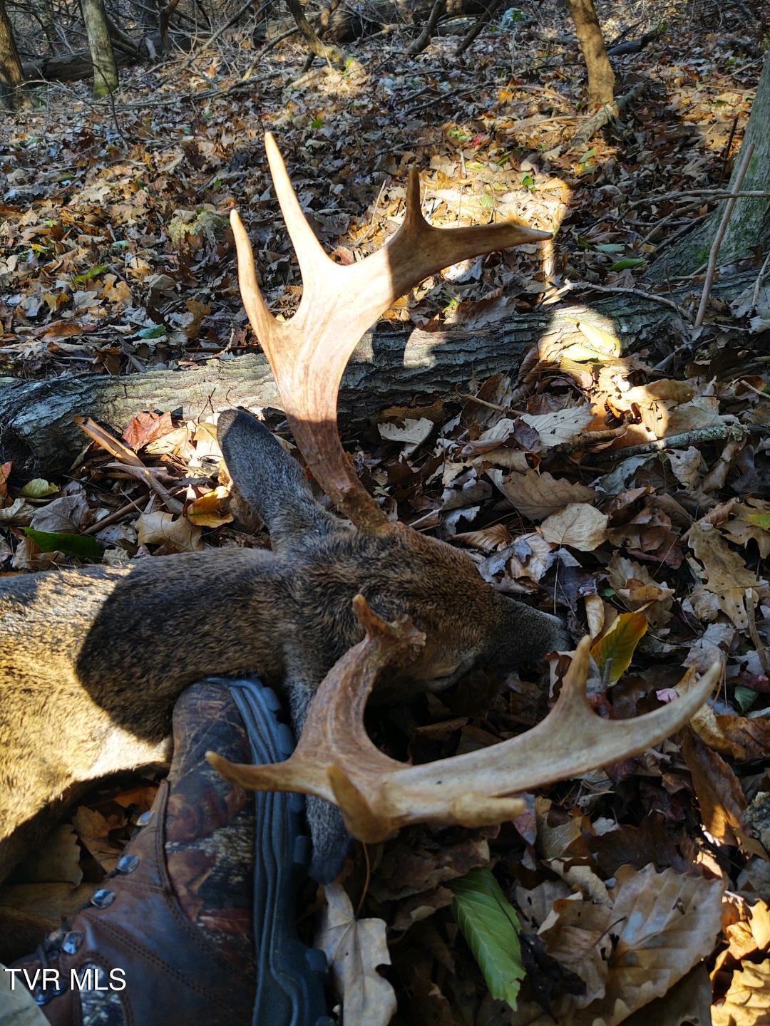 1135 Piney Flats Road Watauga, TN 37694 - Photo 52 of 55 Palmbuck