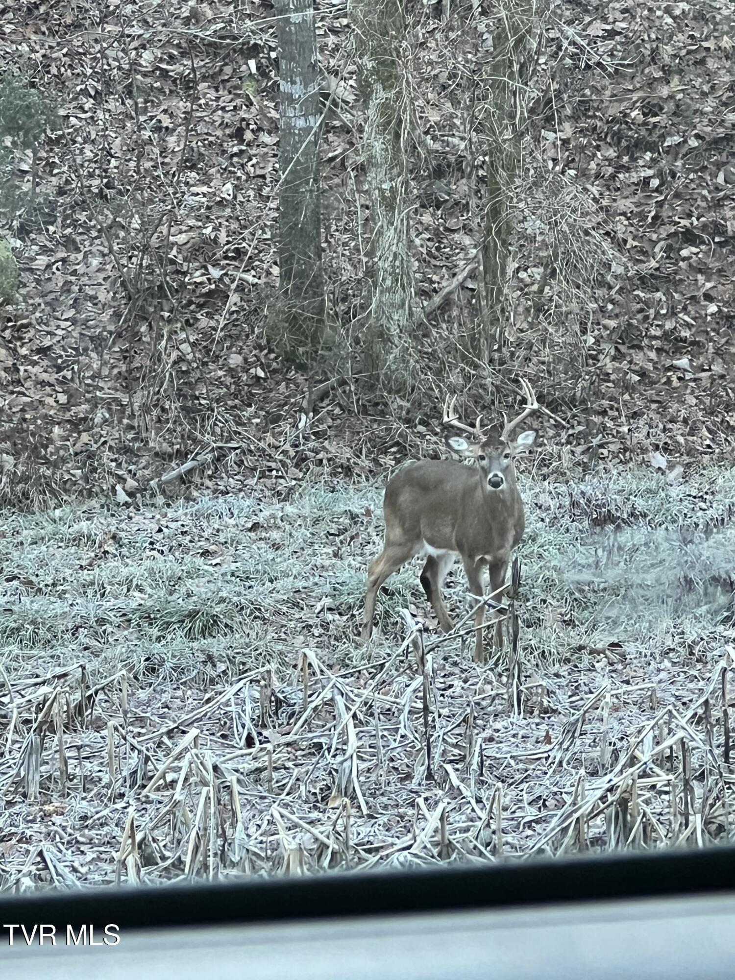 1135 Piney Flats Road Watauga, TN 37694 - Photo 53 of 55 Ruttingbuck