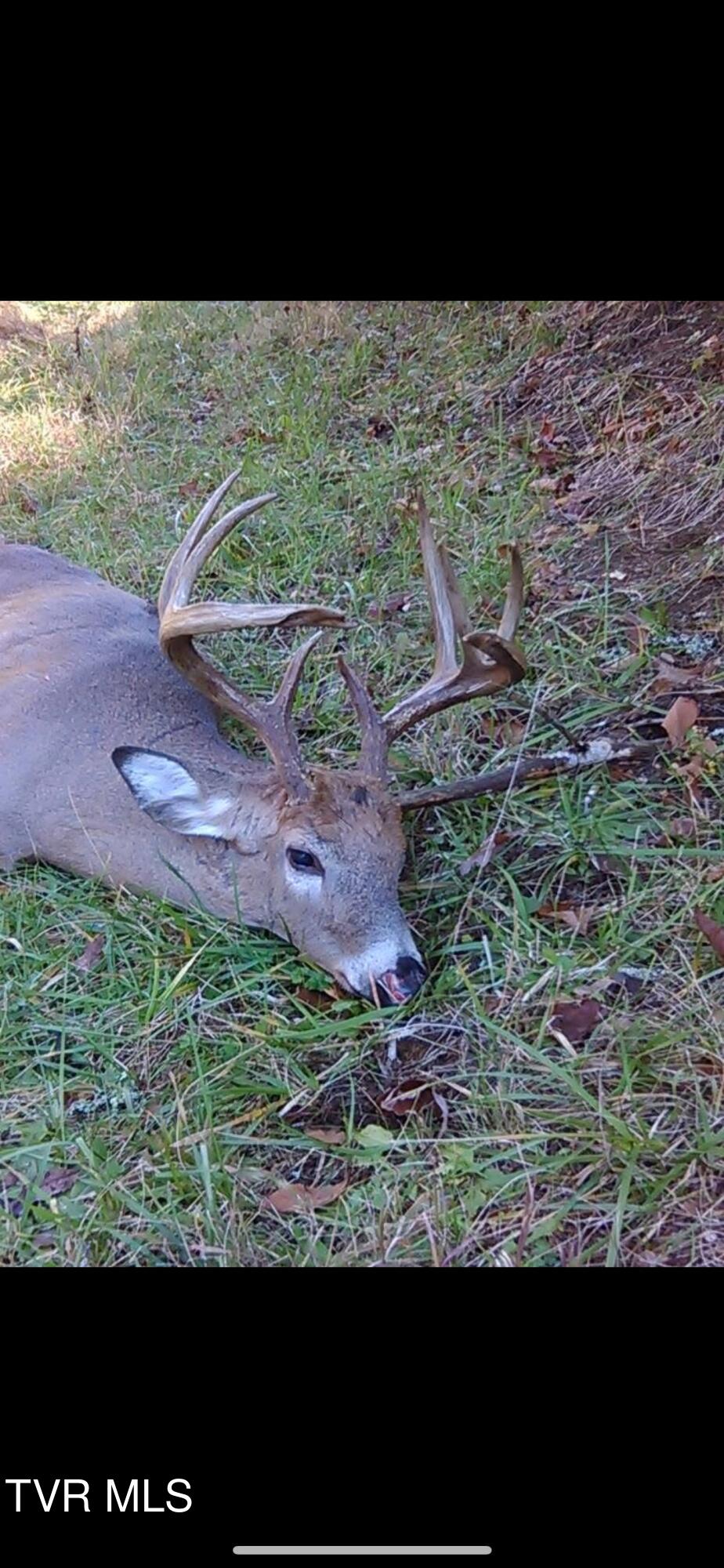 1135 Piney Flats Road Watauga, TN 37694 - Photo 54 of 55 8point