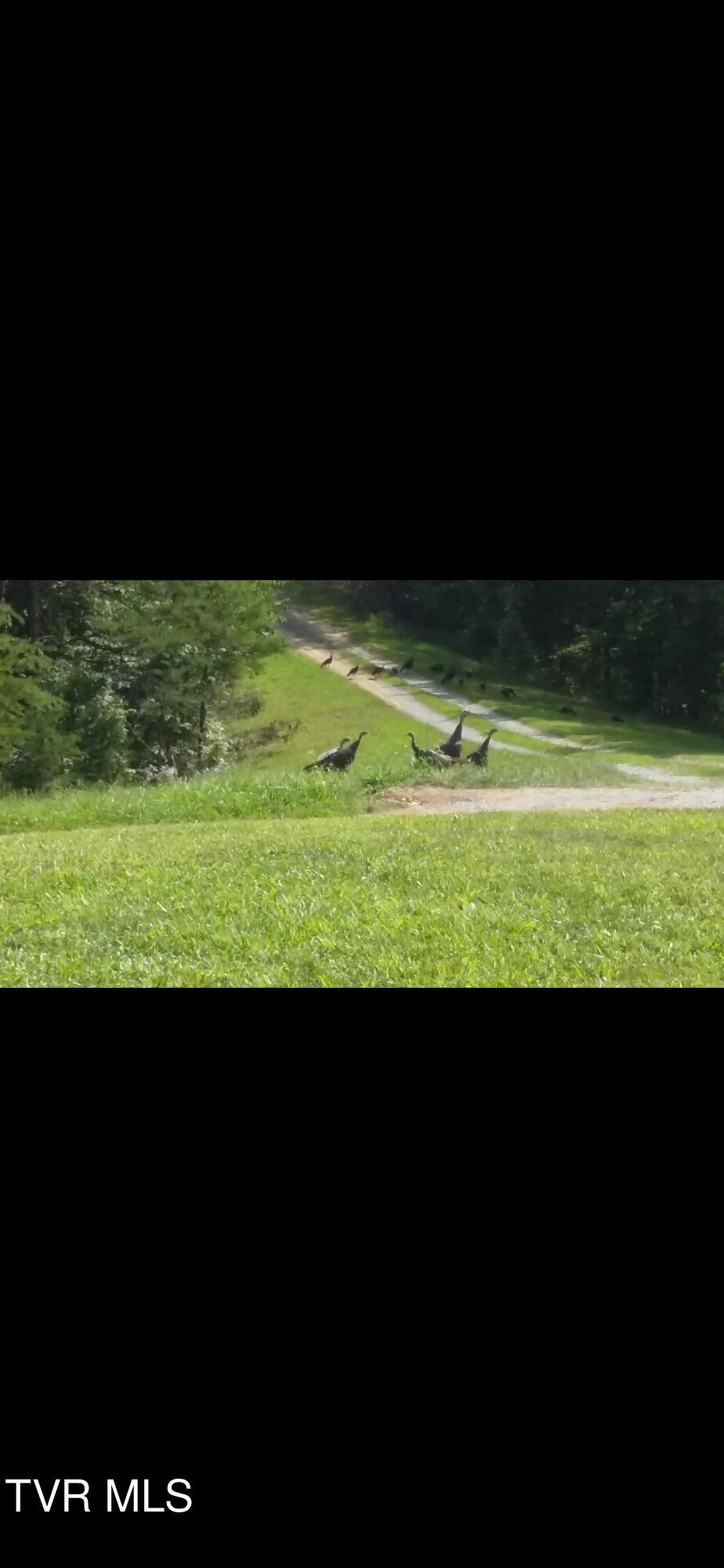 1135 Piney Flats Road Watauga, TN 37694 - Photo 55 of 55 Turkey