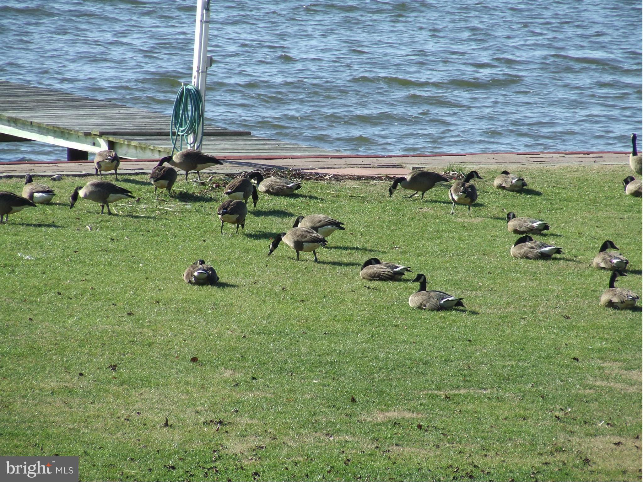 Lawn gently rolls to sandy beach and pier