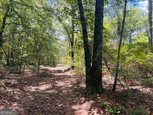 a view of a forest with trees