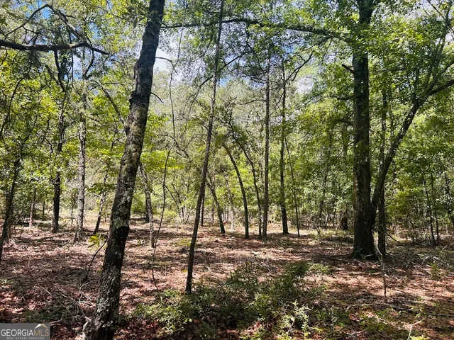 a view of forest with trees