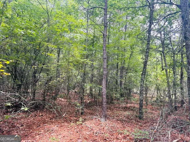 a view of a forest with trees
