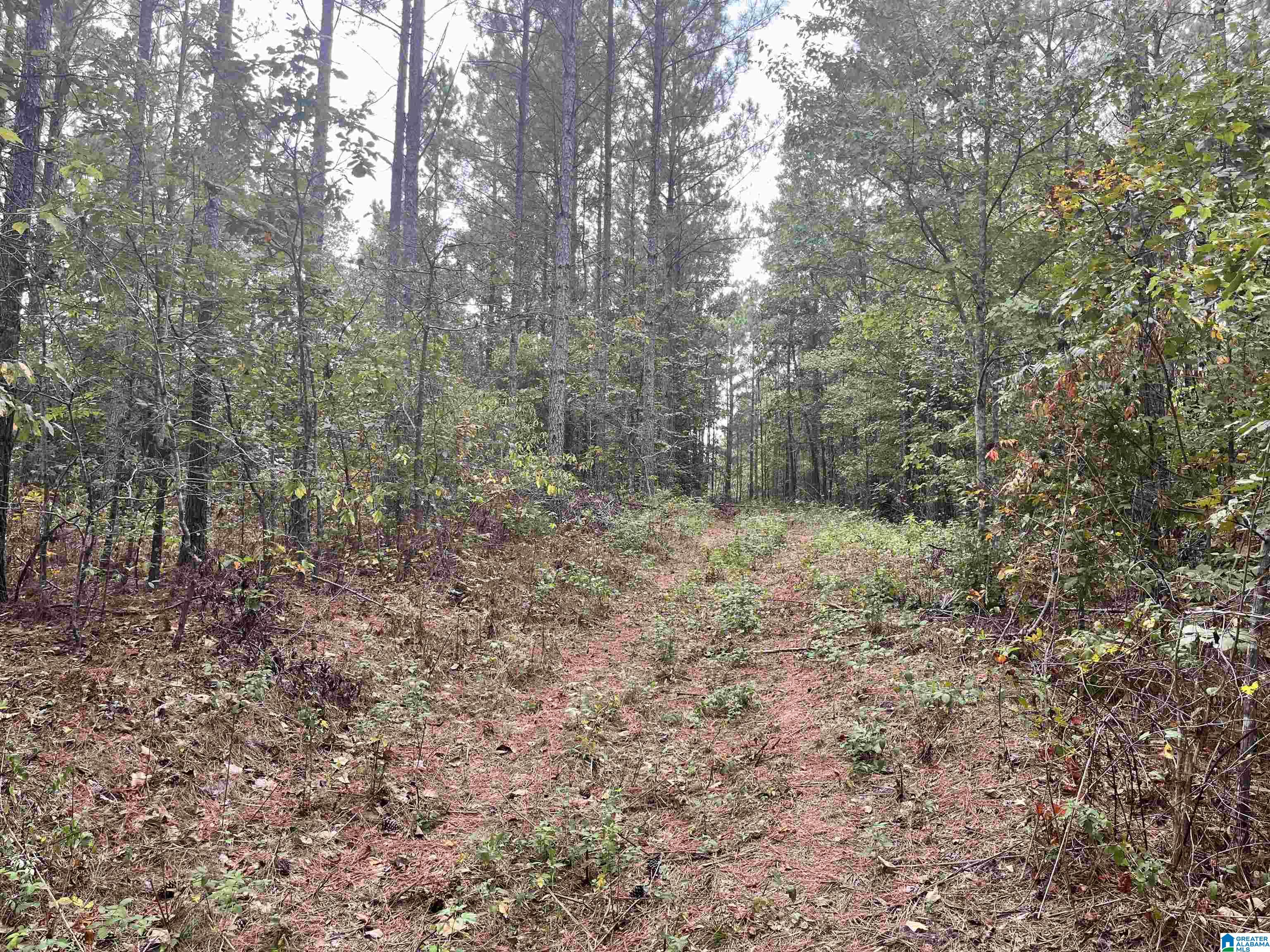 565 Sweet Apple Road, Unit TRACT 7 Cropwell, AL 35054 - Photo 8 of 9 Gallery Image 8