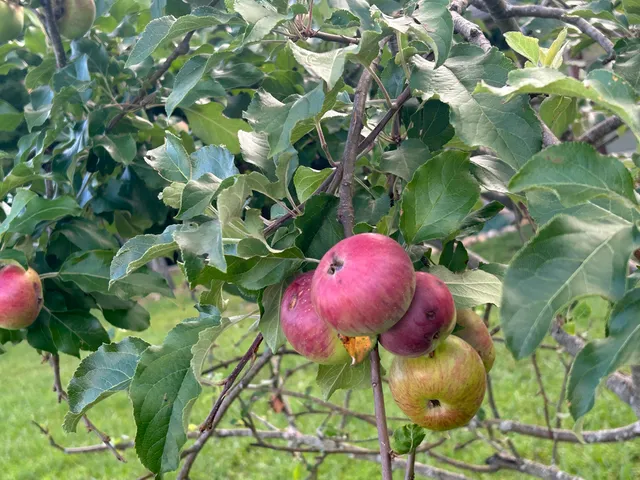 $675,000 | 220 Bear Crawl Road, Unit RB 28, Jasper, TN 37347