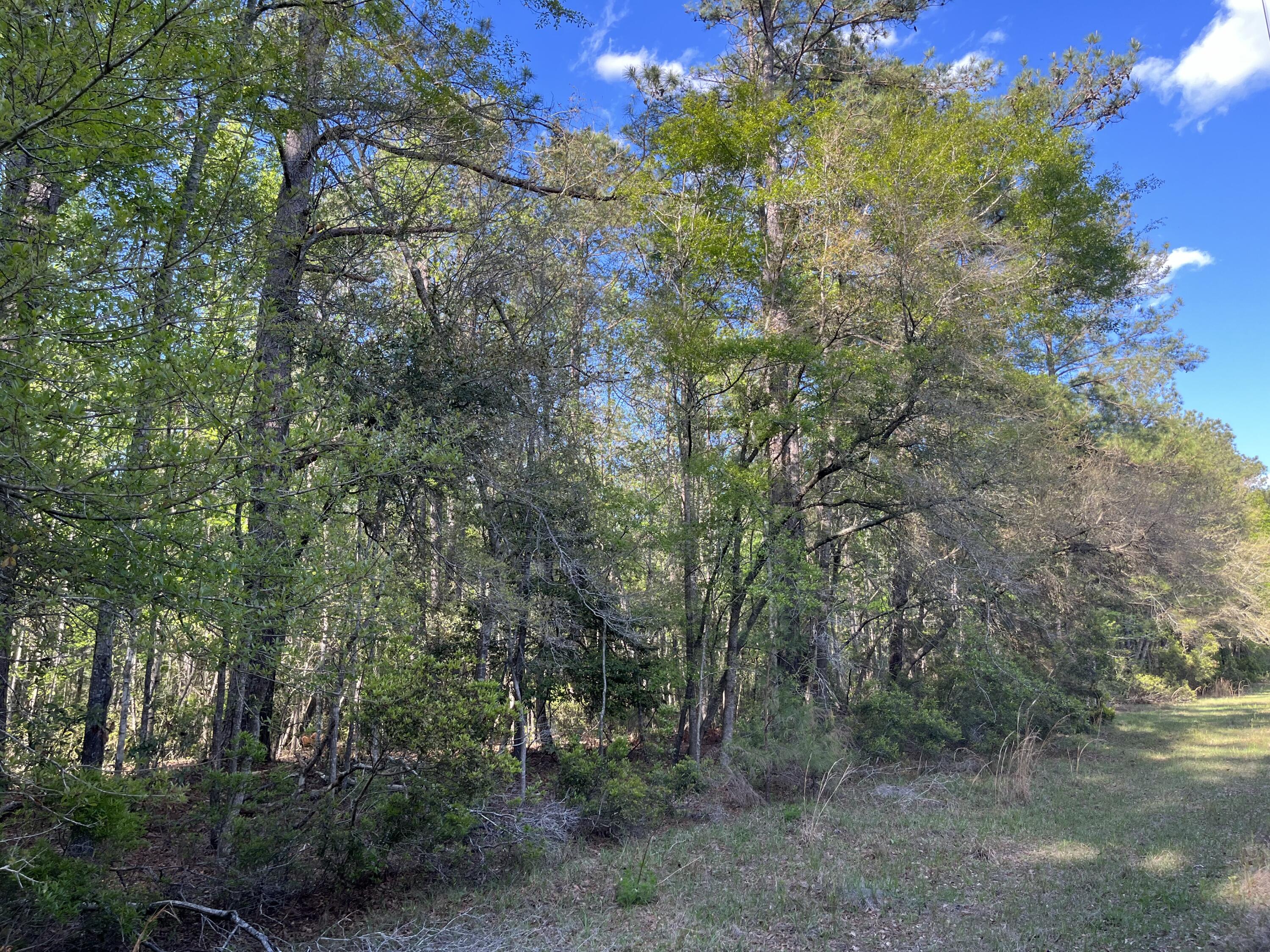 0 Rentz Drive Walterboro, SC 29488 - Photo 4 of 15 Gallery Image 4