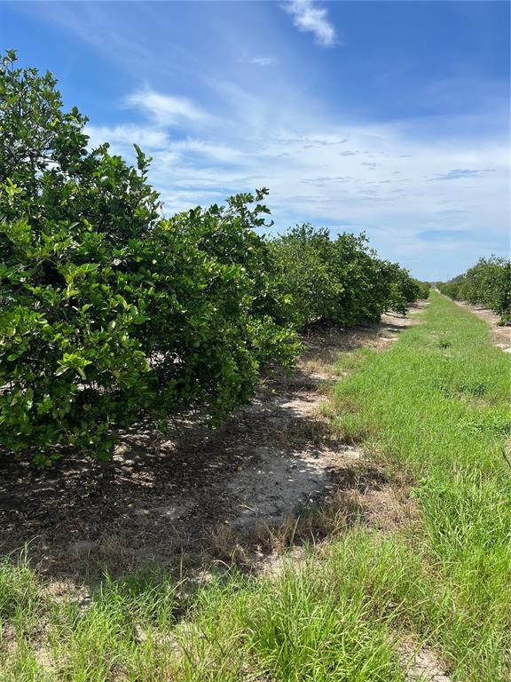 332 Kelly Roberts Road Zolfo Springs, FL 33890 - Photo 1 of 1 a view of a yard with plants and a bench