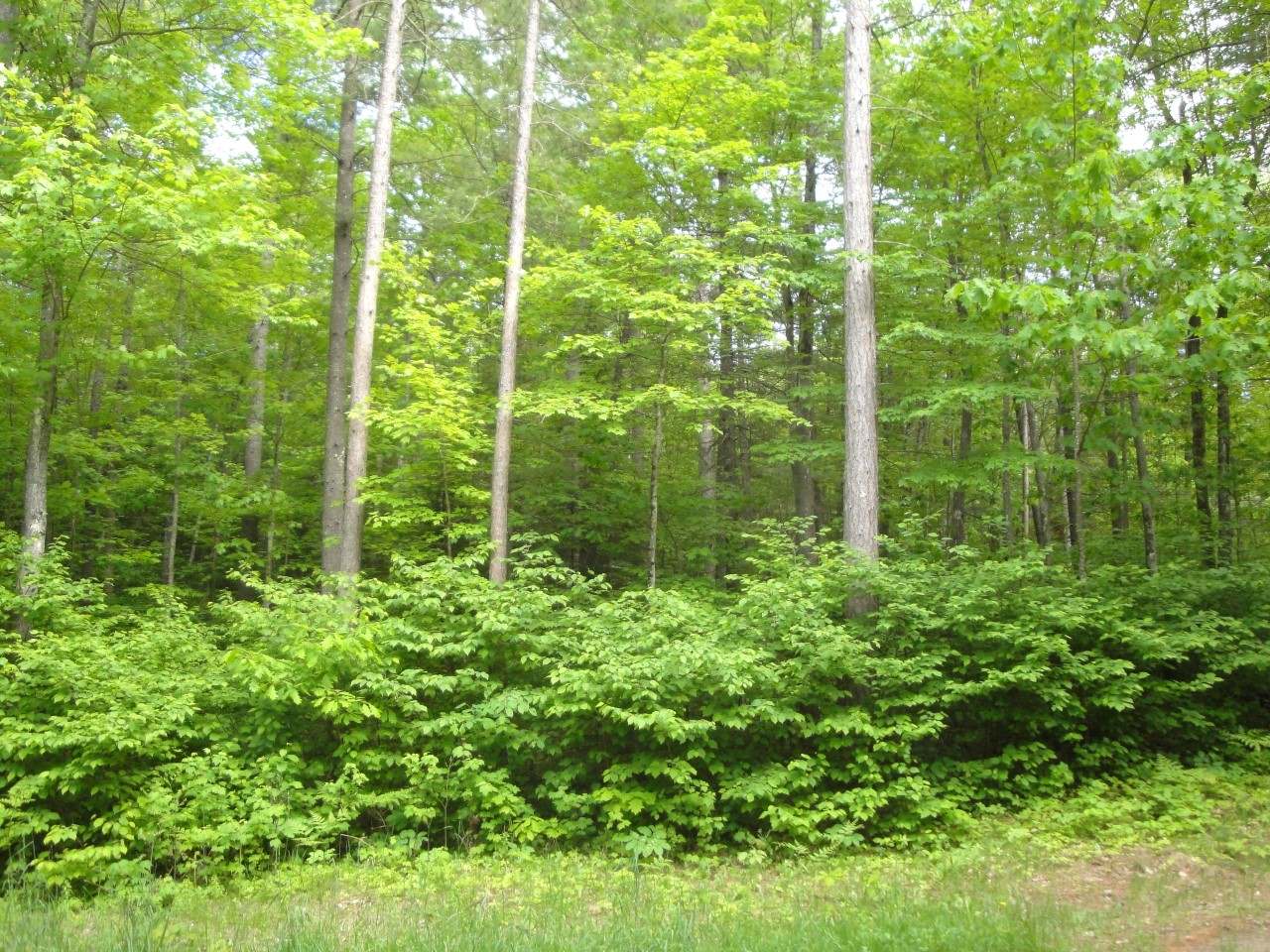 Lot 2 Cedar Lane Rhinelander, WI 54501 - Photo 6 of 19 Gallery Image 6
