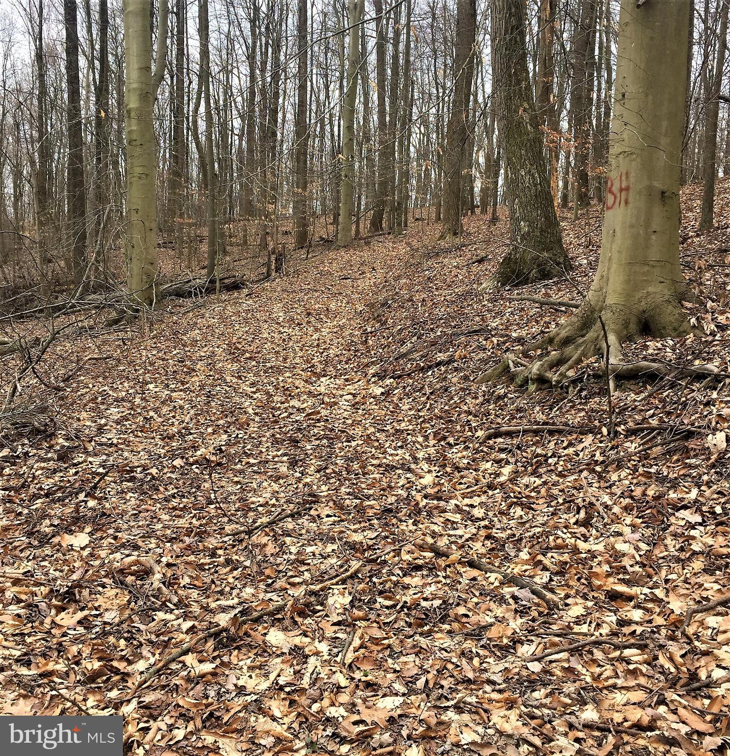 41635 Stumptown Road Leesburg, VA 20176 - Photo 16 of 60 Trails in the woods to enjoy