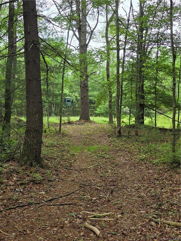 Otens Road Ellenville, NY 12424 - Photo 31 of 34 Food plot