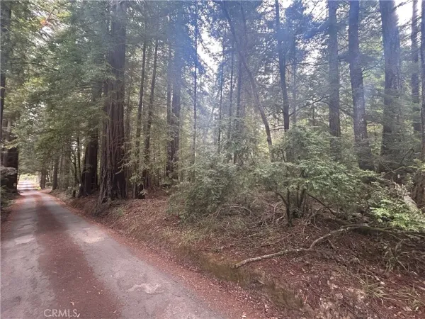 a view of a forest with trees