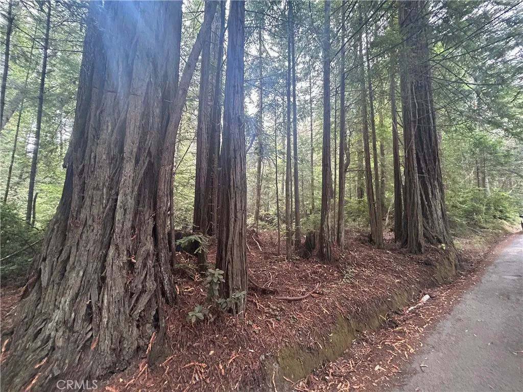 0 Law Mendocino, CA 95460 - Photo 4 of 6 a view of a forest with lots of trees