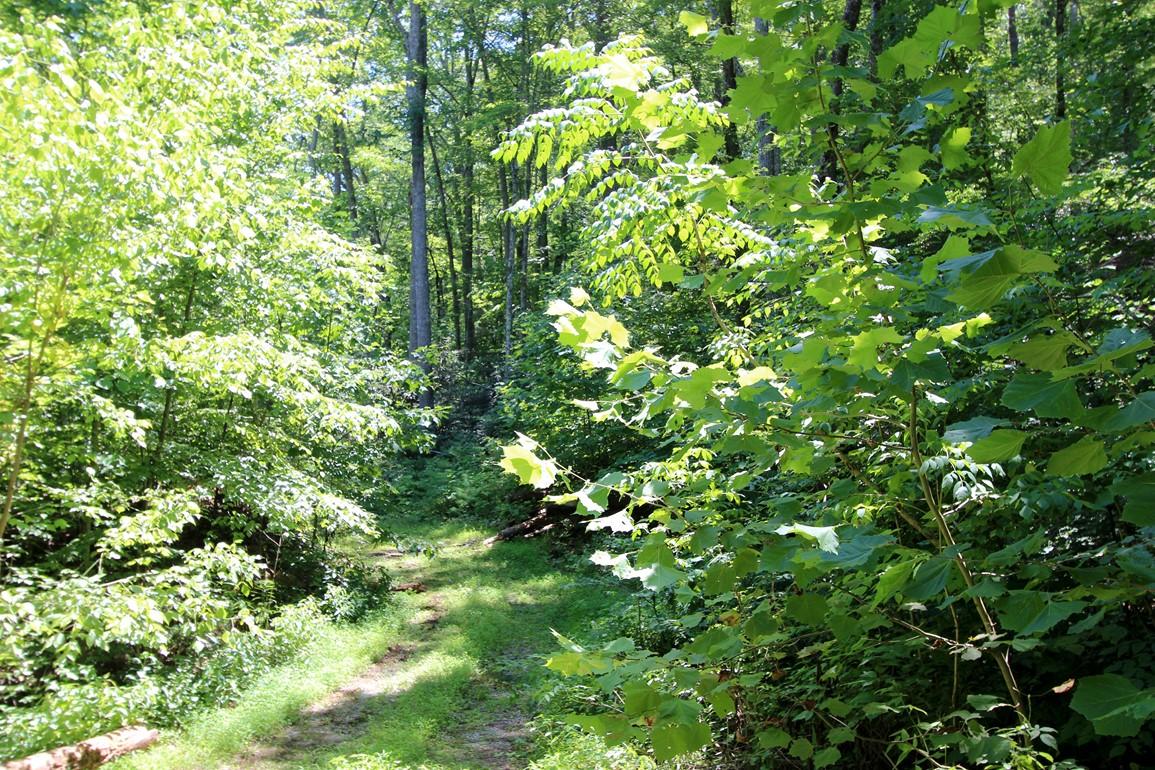 3408 Rocky Ridge Road Cosby, TN 37722 - Photo 26 of 36 IMG_4930