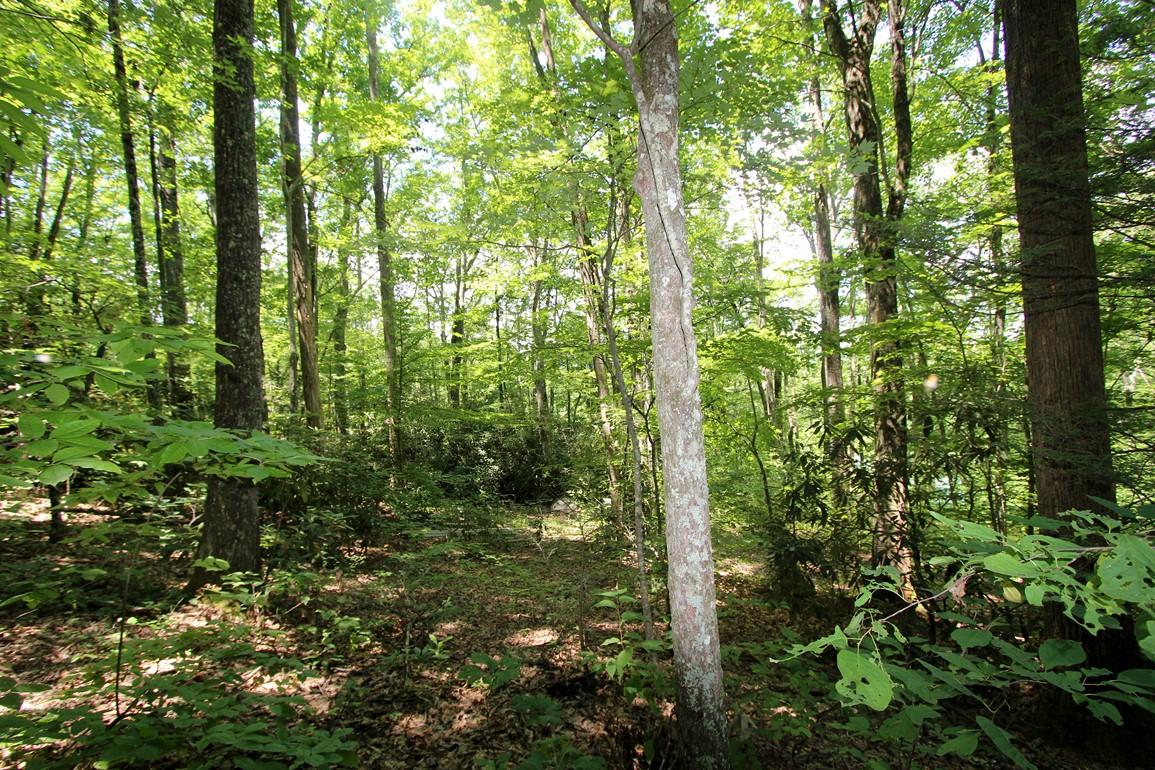 3408 Rocky Ridge Road Cosby, TN 37722 - Photo 34 of 36 IMG_4972