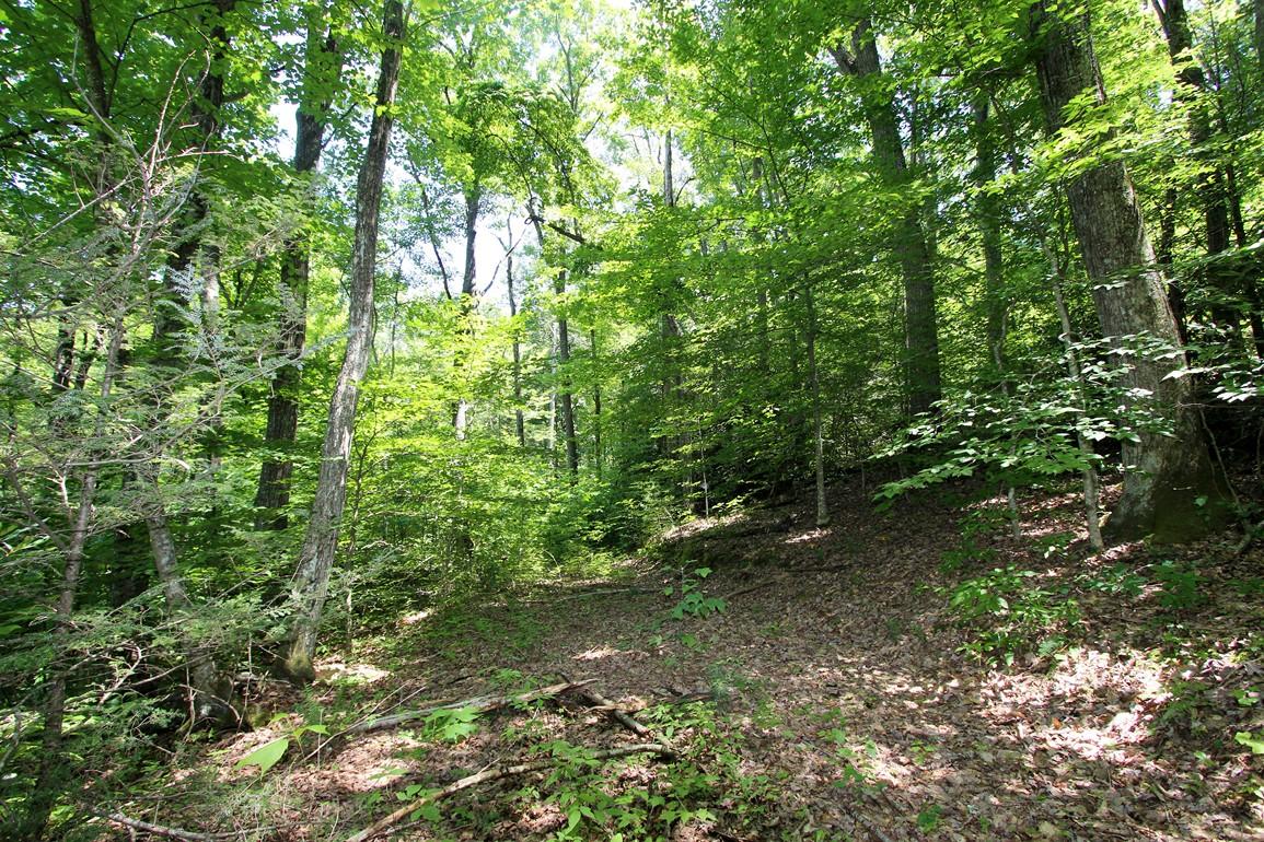 3408 Rocky Ridge Road Cosby, TN 37722 - Photo 36 of 36 IMG_4975