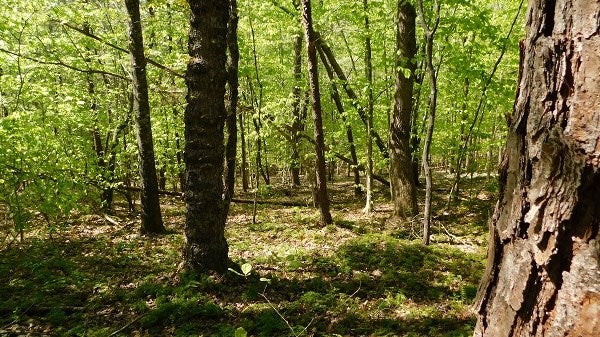 0 Lee's Ridge Road Martinsville, VA 24112 - Photo 13 of 26 Gallery Image 13