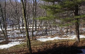 575 Brookdale Road Scotrun, PA 18355 - Photo 2 of 3 a view of fountain in middle of forest