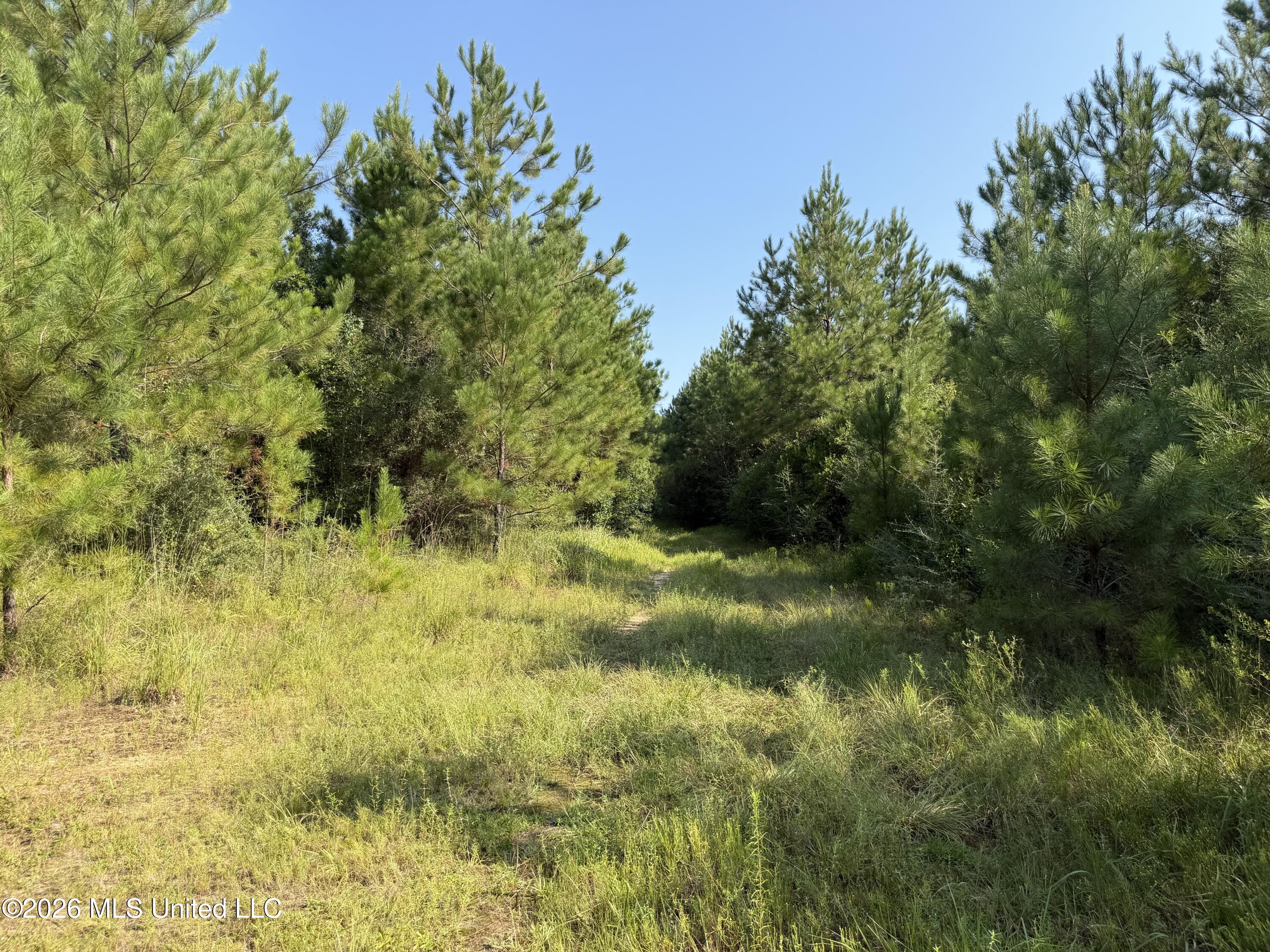 156.3 Acres Beesley Road Lucedale, MS 39452 - Photo 11 of 30 IMG_6055