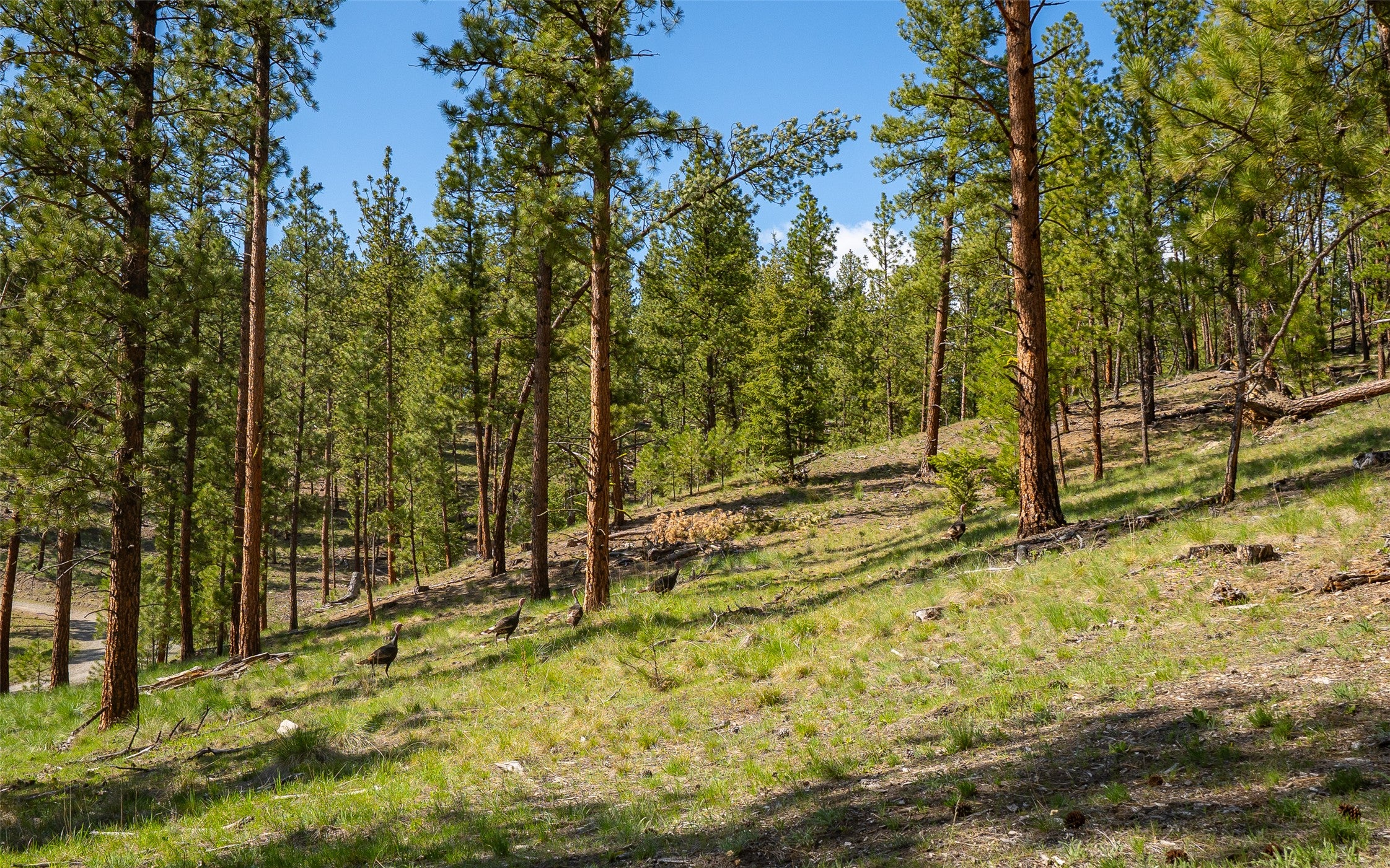 3605 Hubbart Dam Road Marion, MT 59925 - Photo 5 of 28 Gallery Image 5