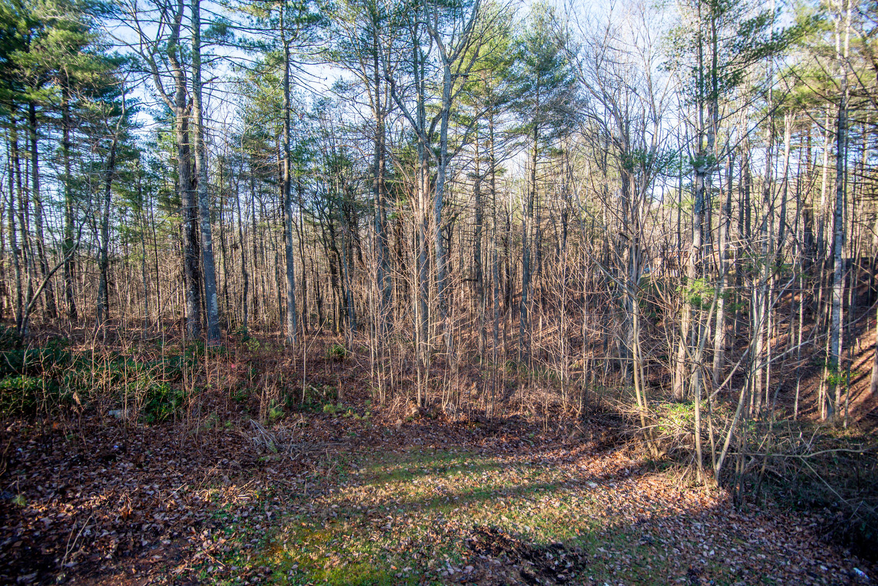 143 Sunset Ridge Road Callaway, VA 24067 - Photo 41 of 42 a view of a yard with large trees