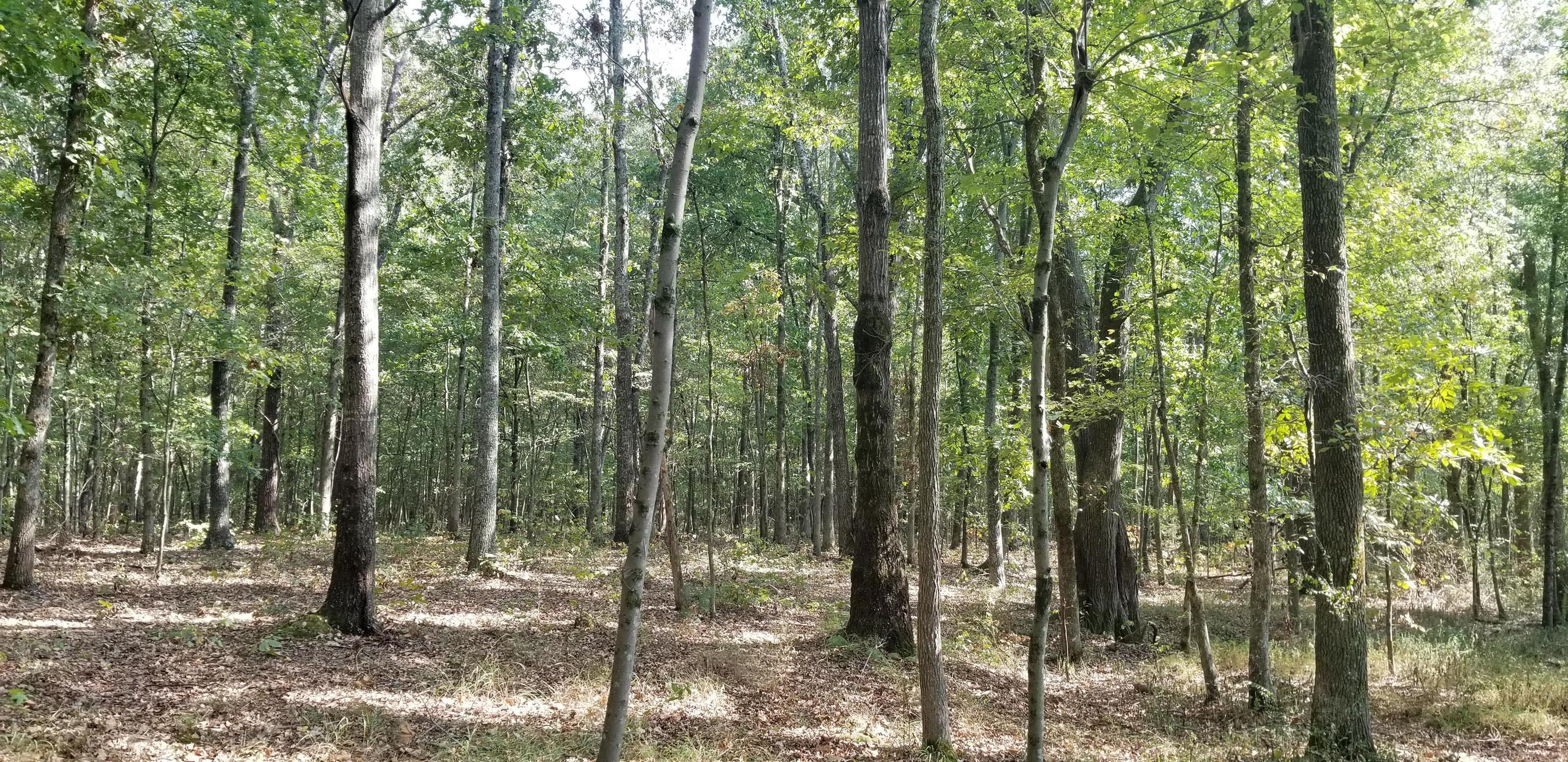 3046 Wayside Road Manchester, TN 37355 - Photo 27 of 30 a view of forest