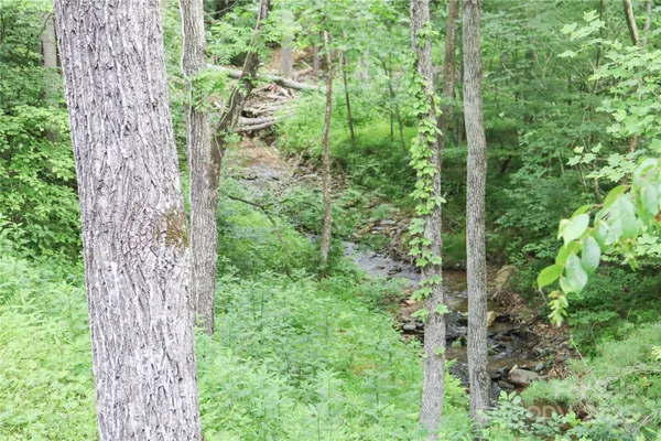 a view of a forest with trees in the background
