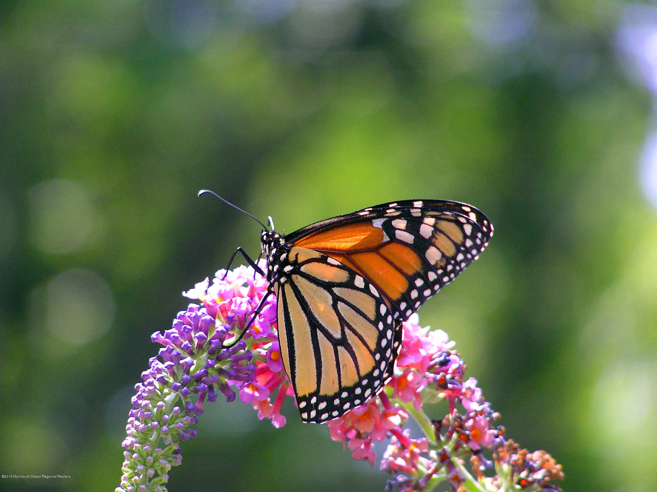 108 Portland Road Middletown, NJ 07716 - Photo 42 of 79 Monarch2_072509