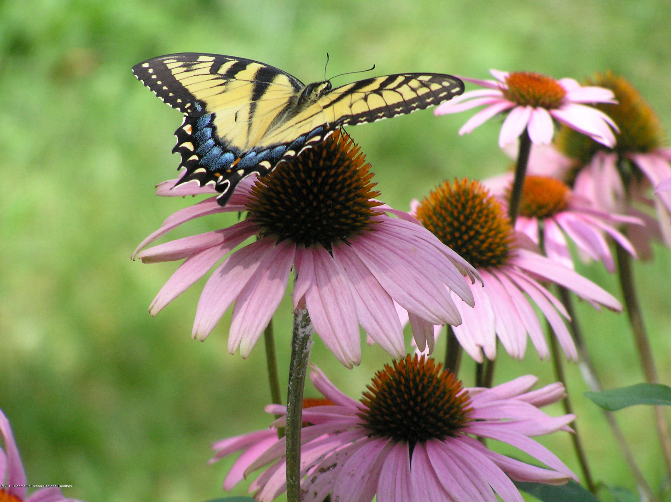 108 Portland Road Middletown, NJ 07716 - Photo 46 of 79 EastSwallowtail2