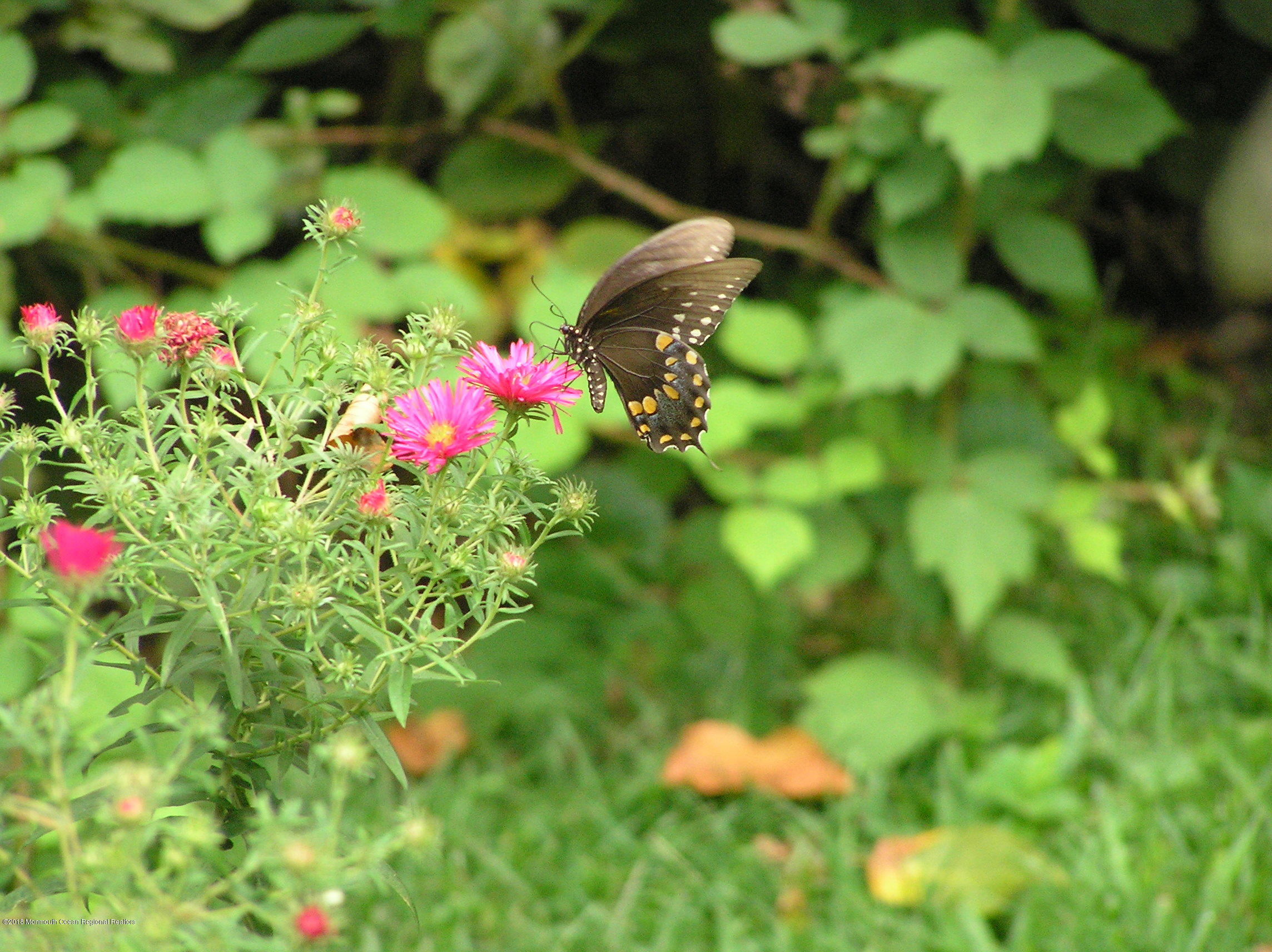 108 Portland Road Middletown, NJ 07716 - Photo 64 of 79 Spicebush_Swallowtail2_091009