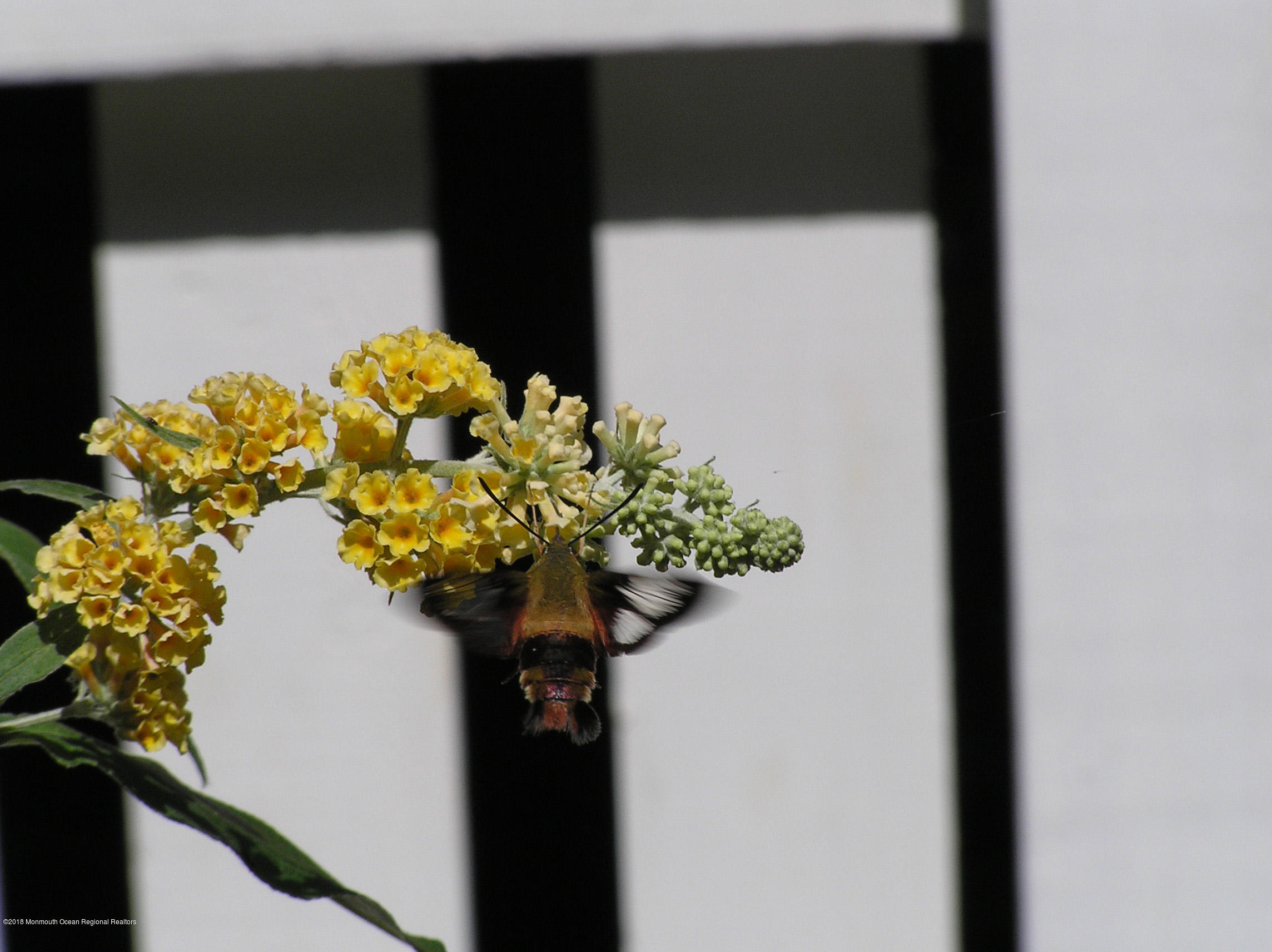 108 Portland Road Middletown, NJ 07716 - Photo 77 of 79 SnowberryClearwingMoth_072406