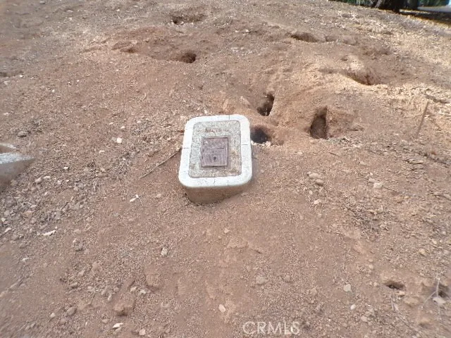 a view of a tree in a forest