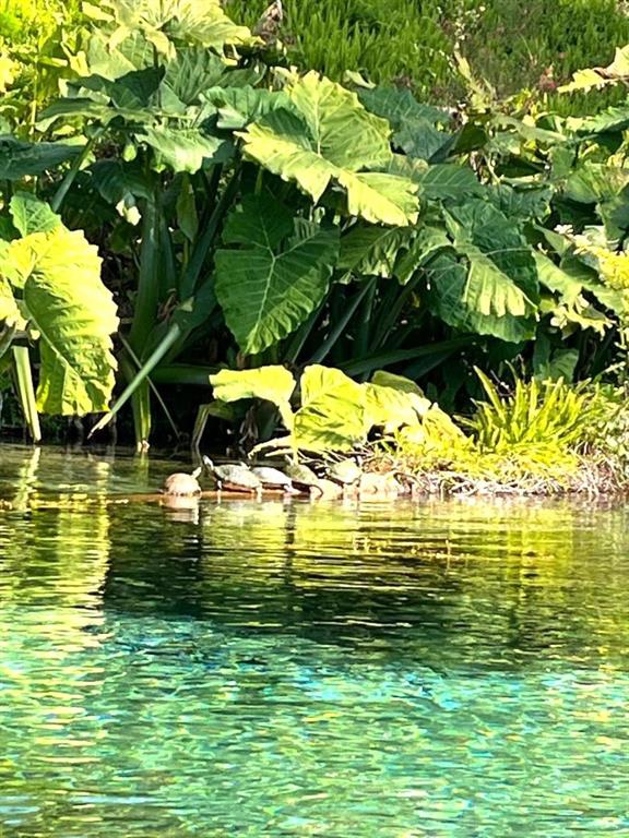 19573 Southwest 84th Place Dunnellon, FL 34432 - Photo 32 of 37