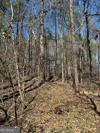 a view of a forest with trees