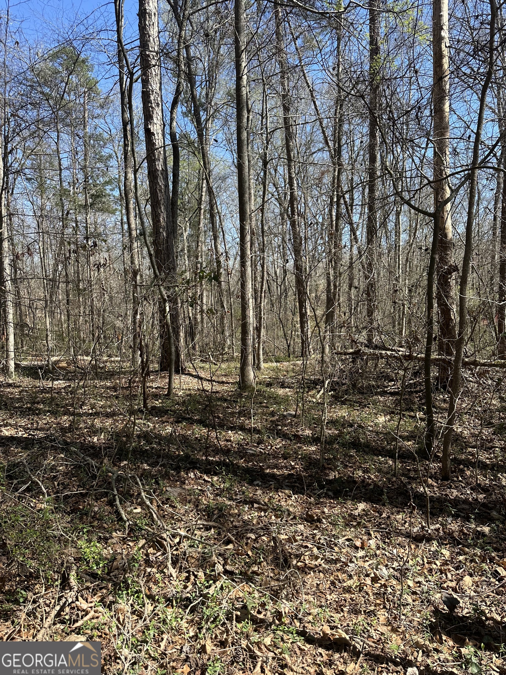 0 Poplar Mountain Lane Carnesville, GA 30521 - Photo 2 of 5 a view of yard