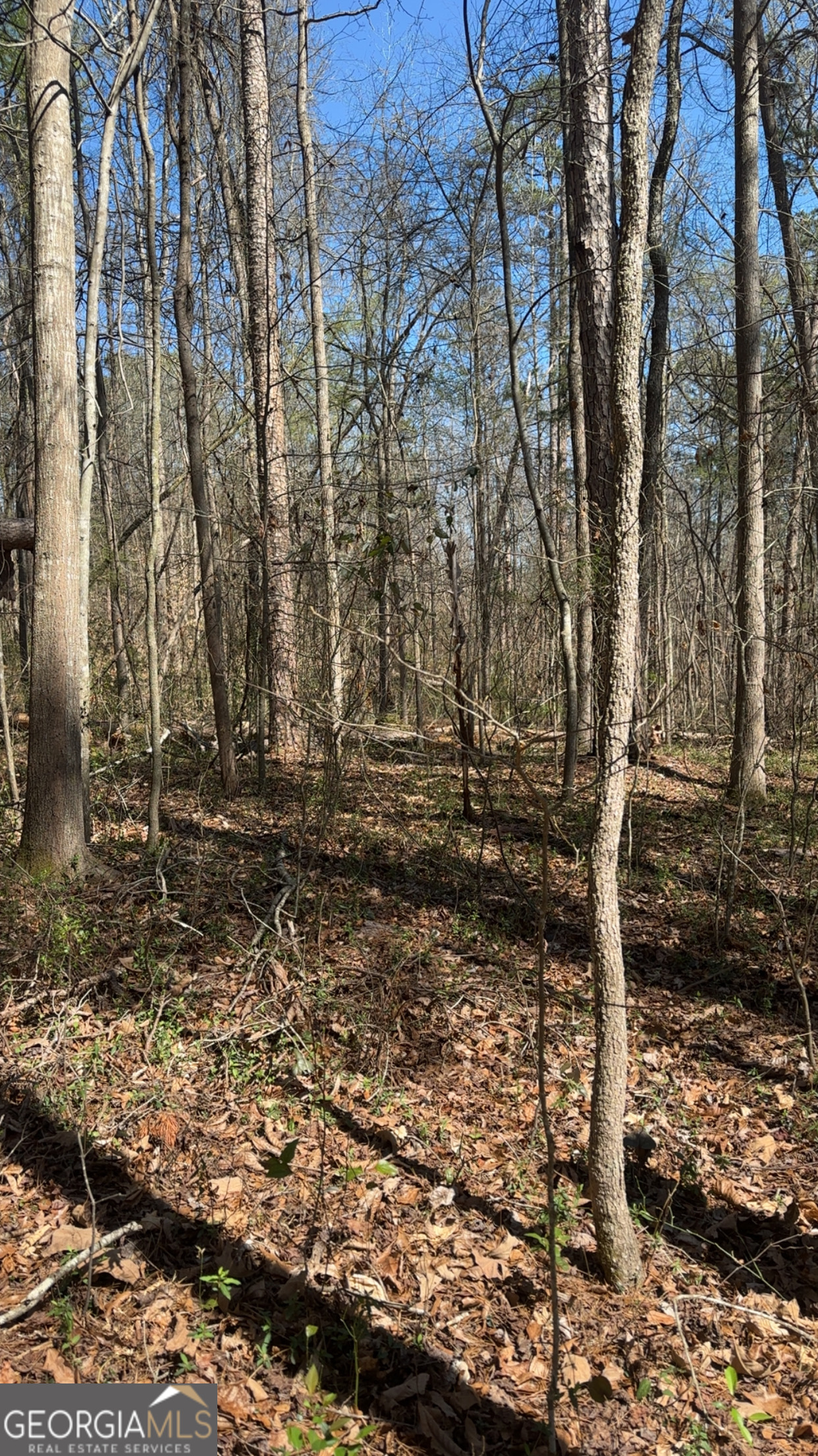 0 Poplar Mountain Lane Carnesville, GA 30521 - Photo 4 of 5 a view of outdoor space with trees