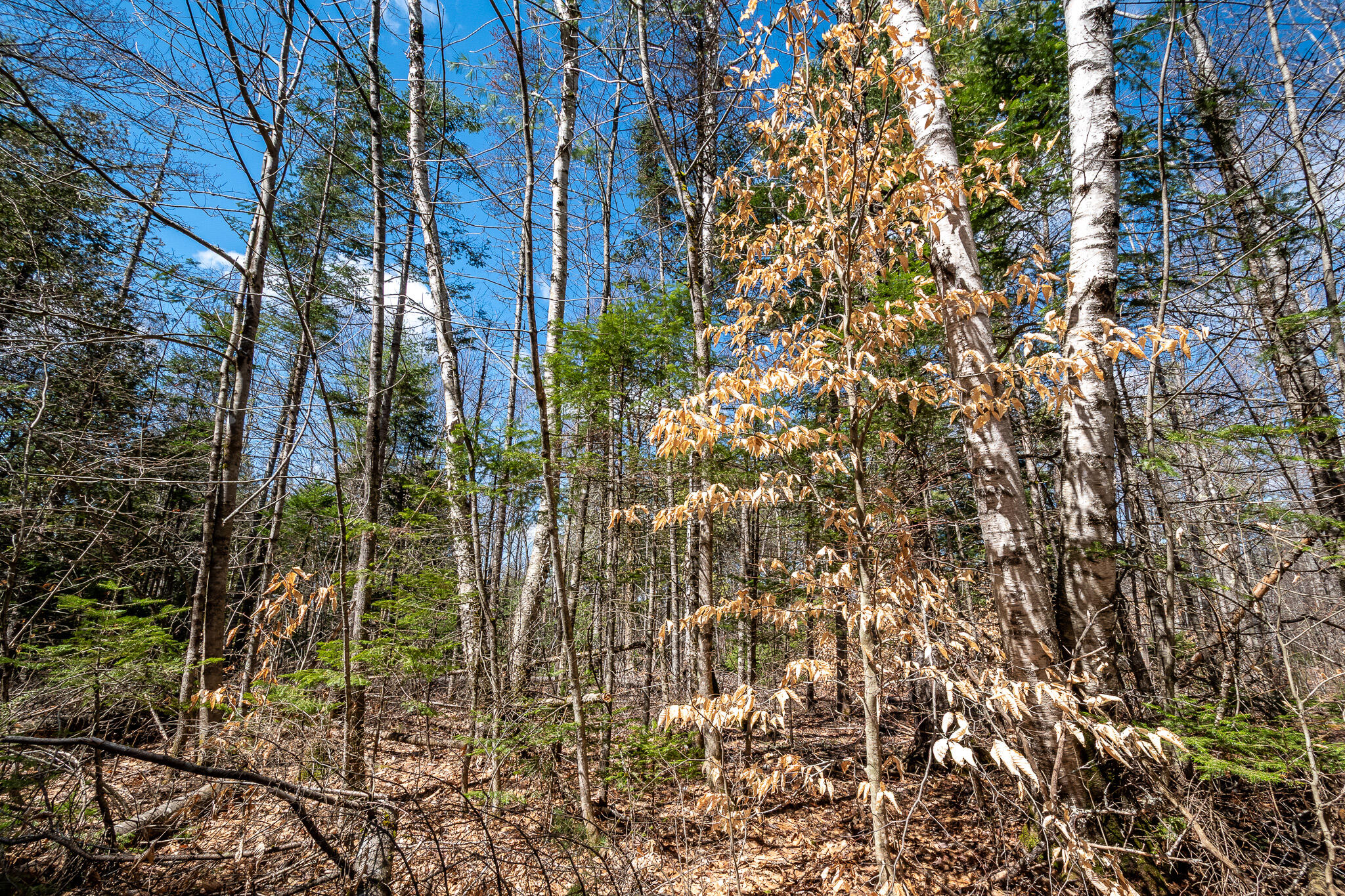 0 Bearce Road Sangerville, ME 04479 - Photo 41 of 50 DSC_0490