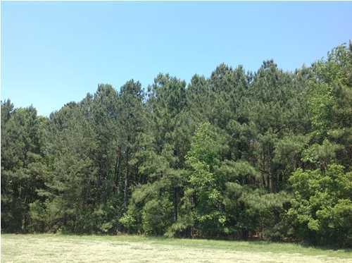 0 Mose Wilson Lane Ridgeville, SC 29472 - Photo 1 of 10 Primary Photo