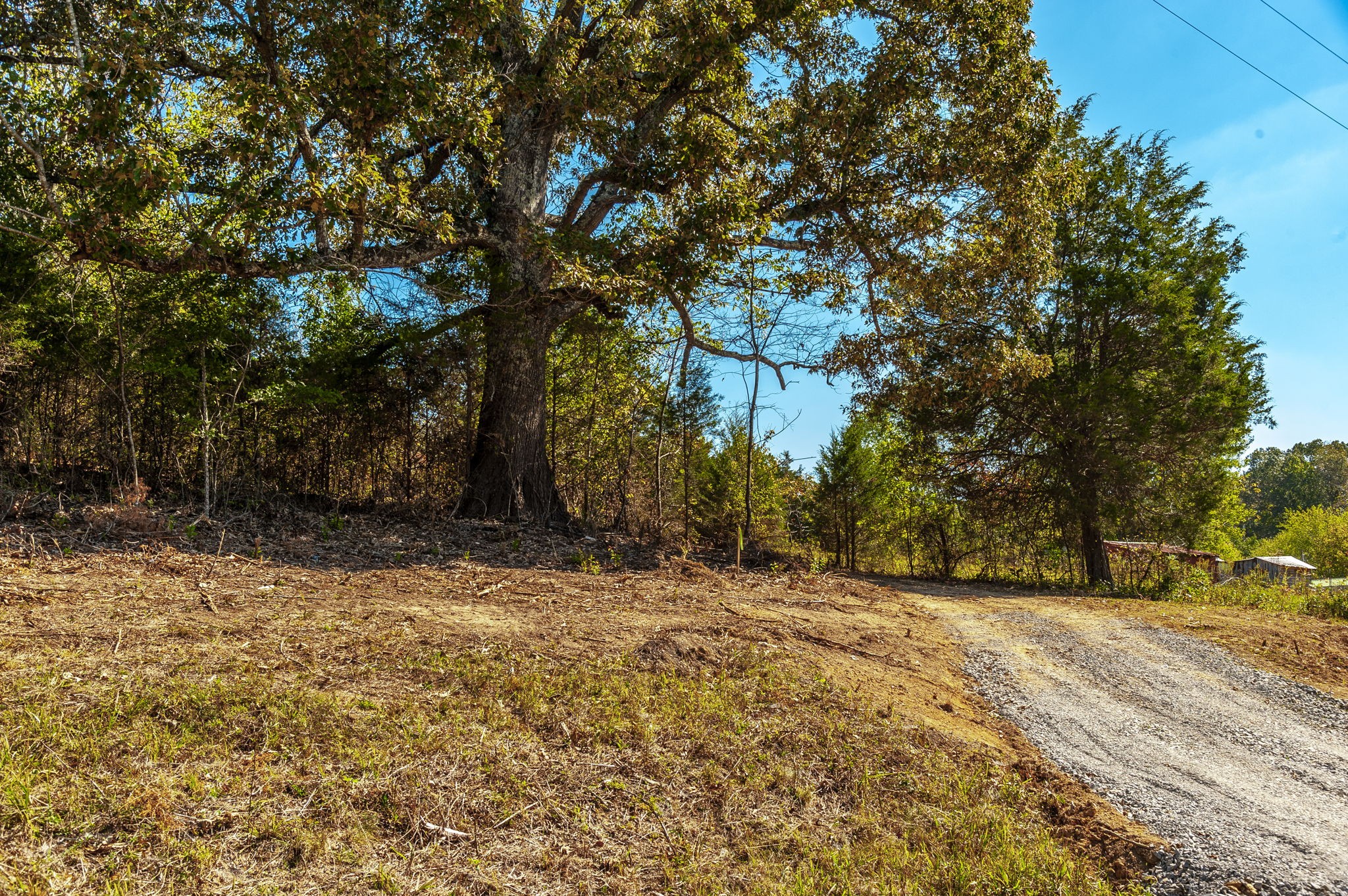 5 Rock Bridge Road Bethpage, TN 37022 - Photo 4 of 19 a view of a yard with a tree