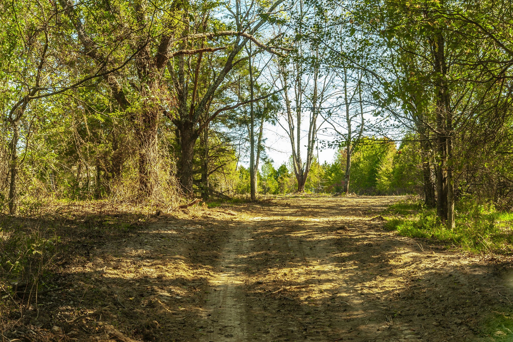 5 Rock Bridge Road Bethpage, TN 37022 - Photo 7 of 19 a view of a yard with trees
