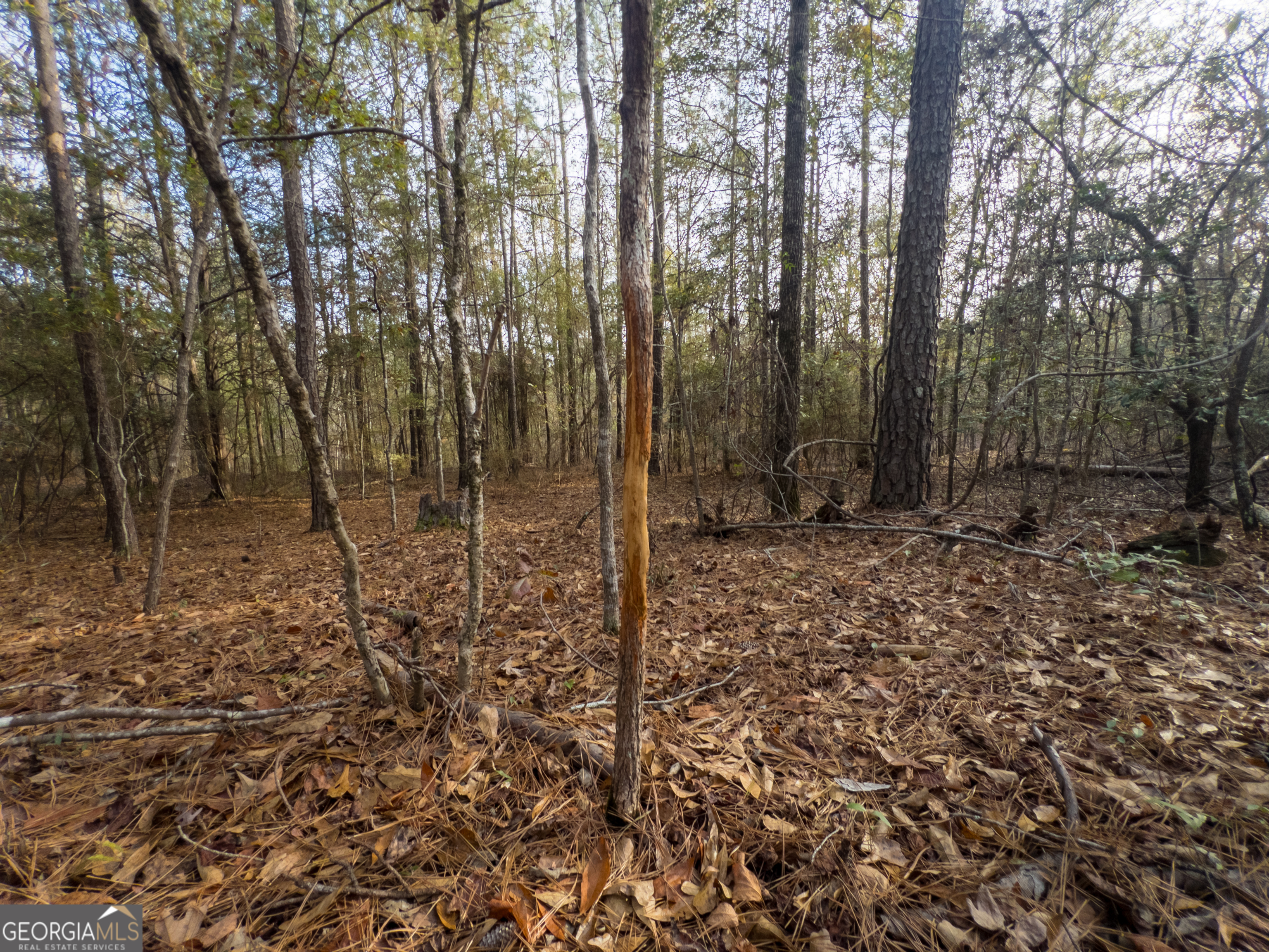 0 Roberta Highway Butler, GA 31006 - Photo 4 of 14