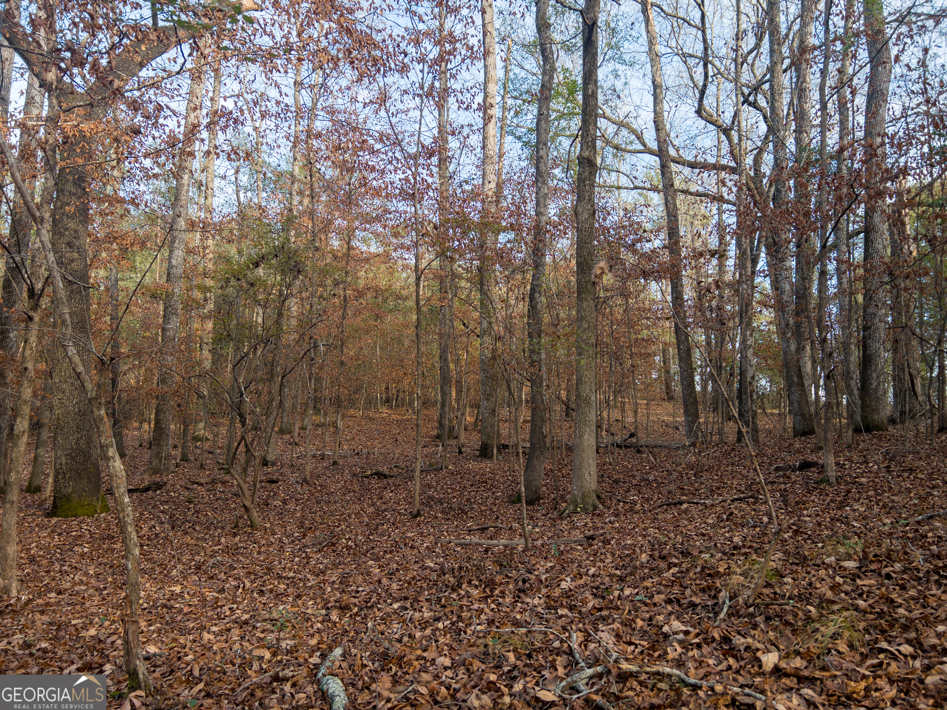 0 Roberta Highway Butler, GA 31006 - Photo 5 of 14