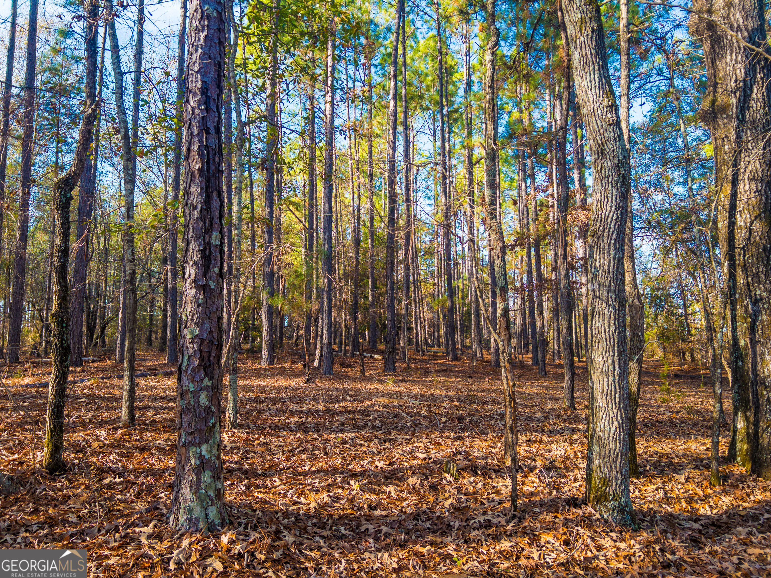 0 Roberta Highway Butler, GA 31006 - Photo 7 of 14
