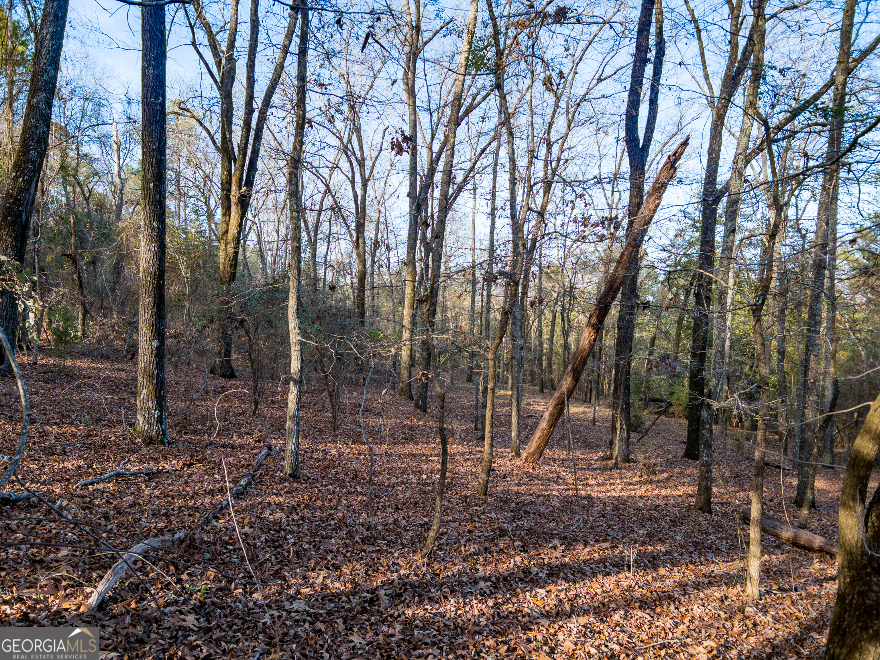 0 Roberta Highway Butler, GA 31006 - Photo 9 of 14