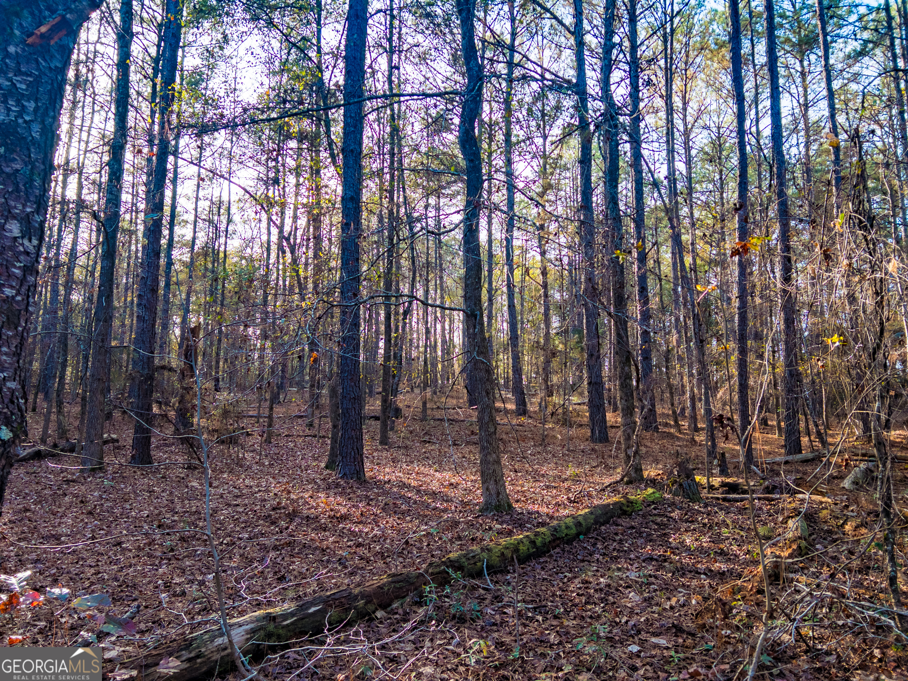 0 Roberta Highway Butler, GA 31006 - Photo 10 of 14