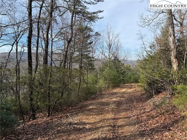 a view of a forest filled with trees