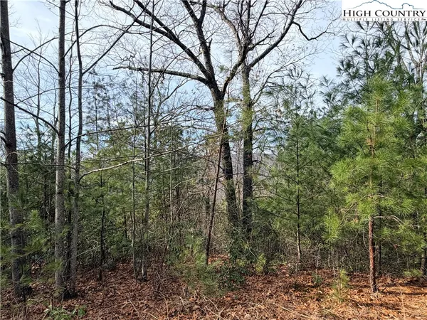 a view of a forest with large trees