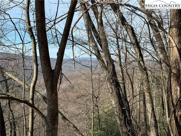 a view of tree with two trees