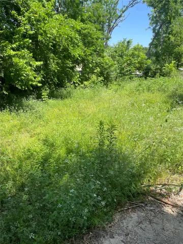 a view of a yard with plants and a large tree